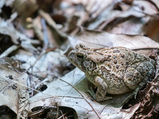 Fowler's Toad Anaxyrus fowleri on the ground
