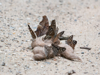 Butterflies on scat, question mark, hackberry emperor