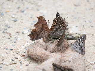 Butterflies puddling on scat, question mark, hackberry emperor