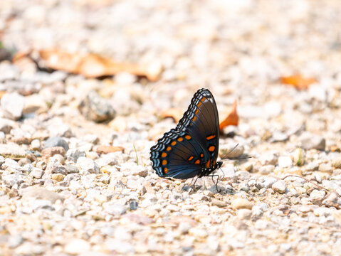 Limenitis arthemis, the red-spotted purple or white admiral, is a North American butterfly species in the cosmopolitan genus Limenitis