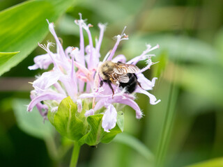 Bombus affinis, commonly known as the rusty patched bumble bee, is a species of bumblebee endemic to North America. 