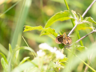 Northern Broken-Dash Polites egeremet butterfly