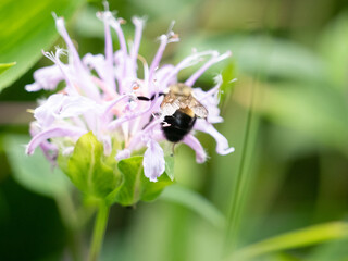 Bombus affinis, commonly known as the rusty patched bumble bee, is a species of bumblebee endemic to North America. 