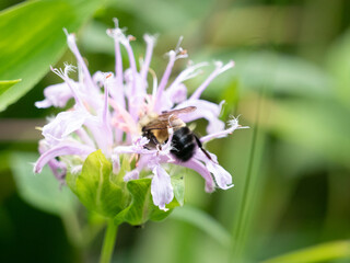 Bombus affinis, commonly known as the rusty patched bumble bee, is a species of bumblebee endemic to North America. 