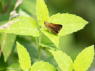 Northern Broken-Dash Polites egeremet butterfly