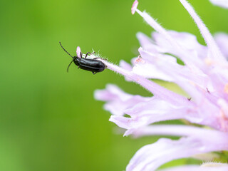 Black beetle Black Diabrotica Diabrotica cristata on monarda