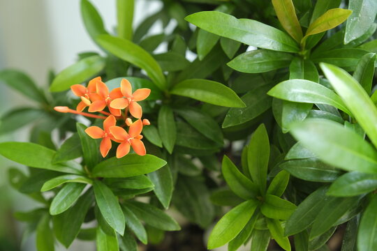 Orange Asoka flower or Ixoroideae at yard. Name in latin is Jungle Geranium. Bunga Asoka Oren