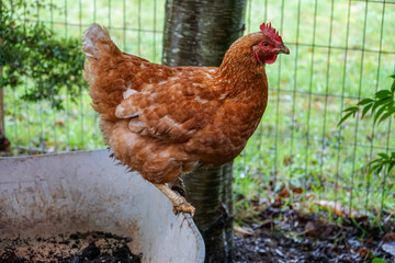 a hen perched on a wheelbarrow filled with soil, as if offering its support and companionship during the gardening journey.