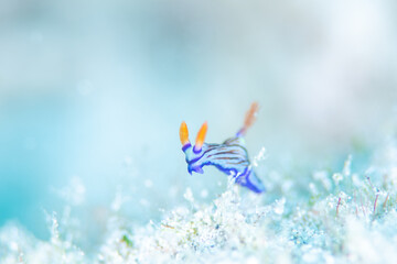 A sea slug and white sand