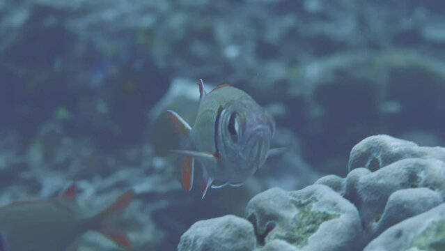 Big-eyed soldierfish swimming among rocks on sea bottom
