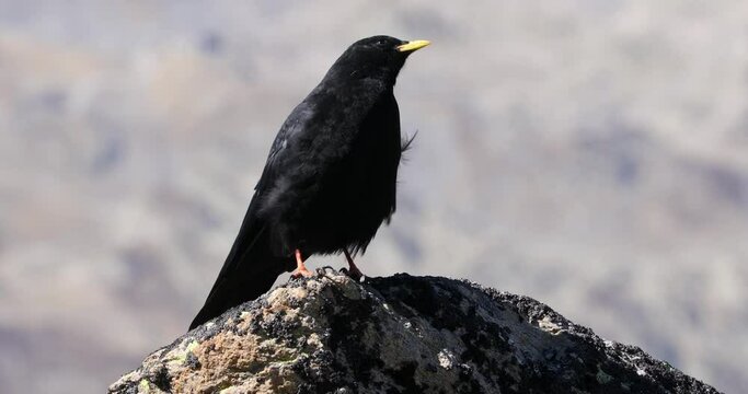 Yellow-billed Alpine chough perched on rock