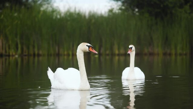 Couple of two white eurasian swan float on placid lake in green environment