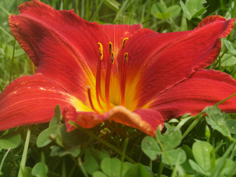 Day lily in bloom