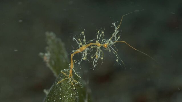 A yellow skeleton shrimp sits on a green algae leaf holding onto it with its claws. Small shrimps sit on her body holding onto her.
Golden-lined skeleton shrimp (Protella sp.2) family Caprellidae.
