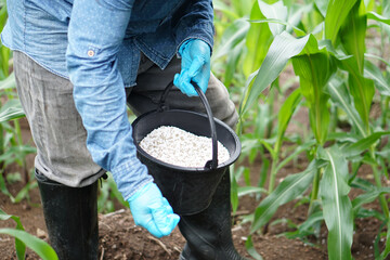 Close up farmer holds bucket of chemical fertilisers to fertilize maize plants in garden. Concept, ...