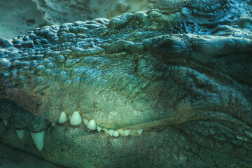 close up of a crocodile