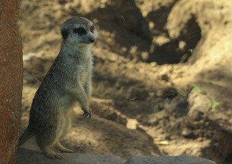 meerkat on a rock