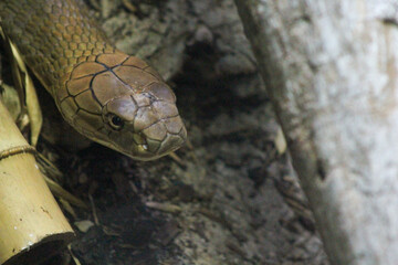 snake in a tree