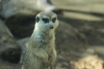meerkat on the lookout