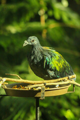 bird on a branch