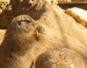 prairie dog eating