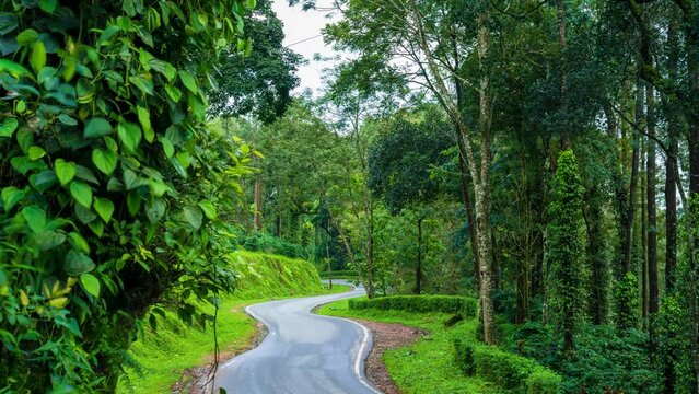  road in between forest