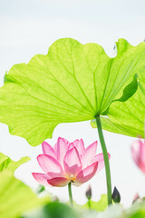 蓮の花と大きな葉