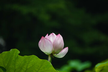 Obraz premium 蓮の花