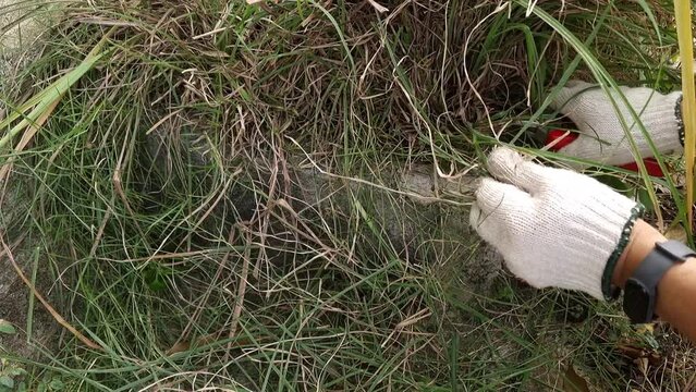 A man wore gloves holding scissors to cut grass and weeds. where the placenta is taking care Tidy up the landscaped garden