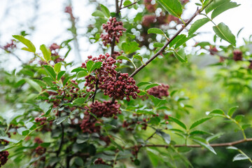 Obraz premium Sichuan Peppercorn grow on tree