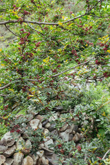 Sichuan Peppercorn grow on tree