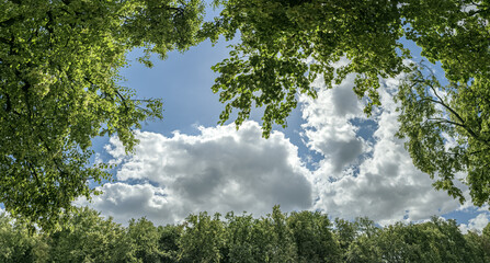 trees with green lush foliage on blue cloudy sky background. summer park on sunny day.