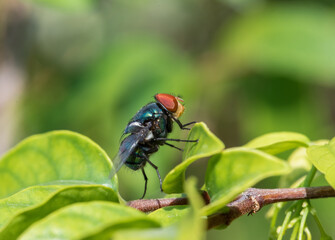 Fototapeta na wymiar Close up of Housefly on a leaf 