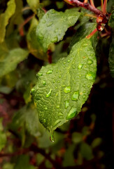 Green leaf with water drops