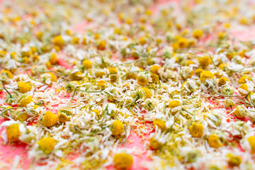 Pharmaceutical camomile being dried, close-up. Universal common remedy of traditional medicine