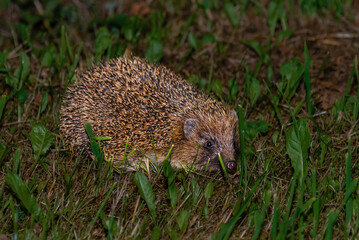 Naklejka na ściany i meble A hedgehog hide in the garden.Hedgehog looking for food.Wildlife in Europe.West european hedgehog,rinaceus europaeus,on a green meadow.Summer night.Closeup.