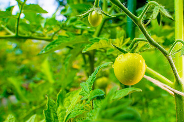 A green unripe small tomato in water drops grows close-up on a plantation. Plantation of vegetables after the rain