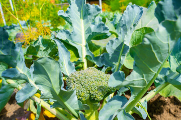 Broccoli inflorescence formation close-up. Growing healthy vegetables