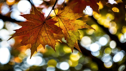 Naklejka na ściany i meble beautiful nature maple leaf autumn background