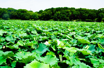 蓮の葉