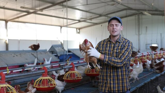 Male farmer holding chicken in poultry farm. High quality 4k footage