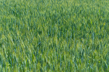 Fresh ears of young green wheat in spring field. Agriculture scene.