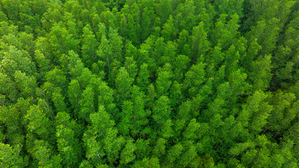 aerial view of dark green forest Abundant natural ecosystems of rainforest. Concept of nature...
