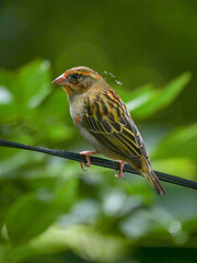 Mauritius Fody bird perching on cable during rain