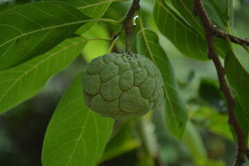 Fototapeta premium fruit