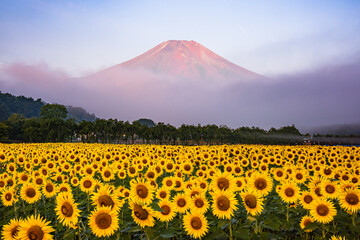 花の都公園から富士山とひまわり