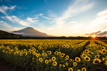 花の都公園から富士山とひまわりの夕焼け