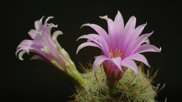 Time lapse video of two pink cactus flowers plant, in the style of black background.