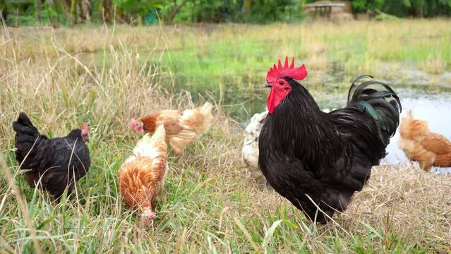 laying hen family and rooster black australorp are rummage in the hay in search of food on the edge of the field.