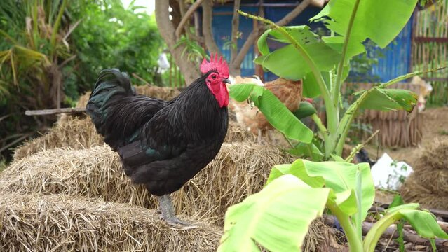 Chicken have red comb. Black australorp rooster stand on the straw in the backyard agricultural garden during the evening light.